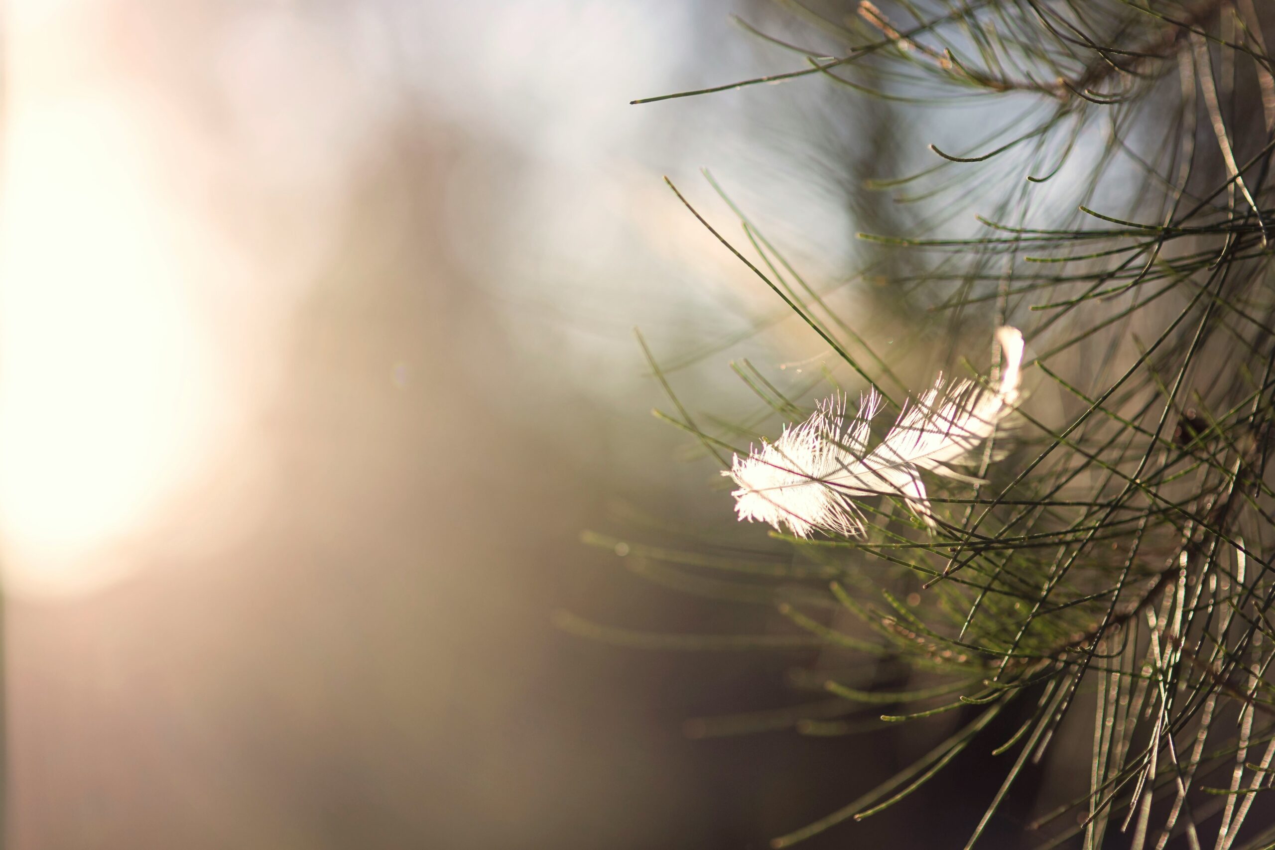 feather in a sheoak